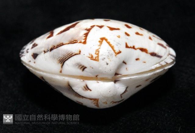秀美文蛤藏品圖，第14張