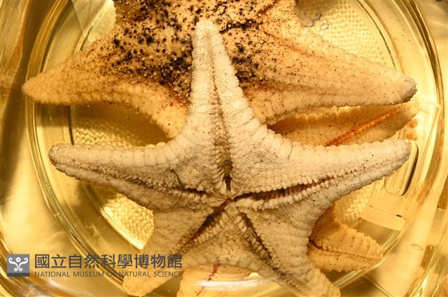 未知種花瘤海星 sp. 01藏品圖，第14張