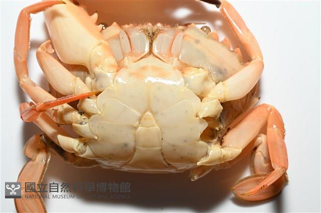 晶瑩蟳藏品圖，第13張