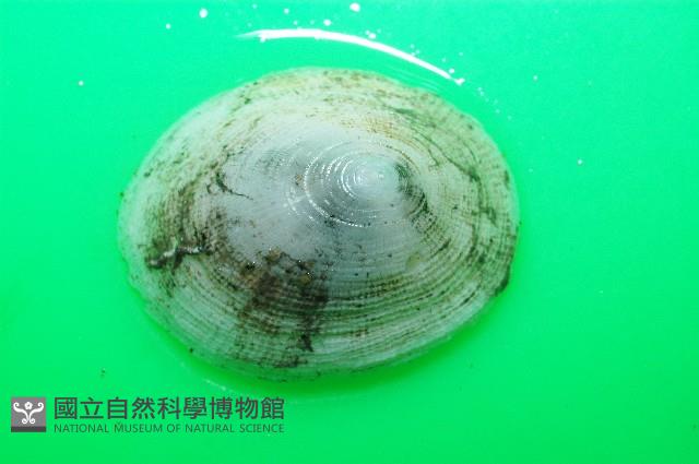 尖頂梳齒笠螺藏品圖，第14張
