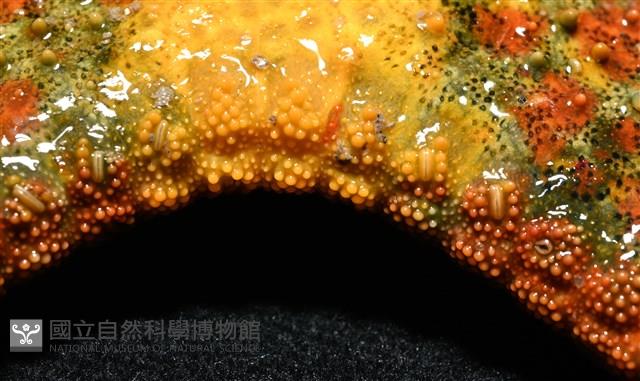 未知種花瘤海星 sp. 01藏品圖，第14張