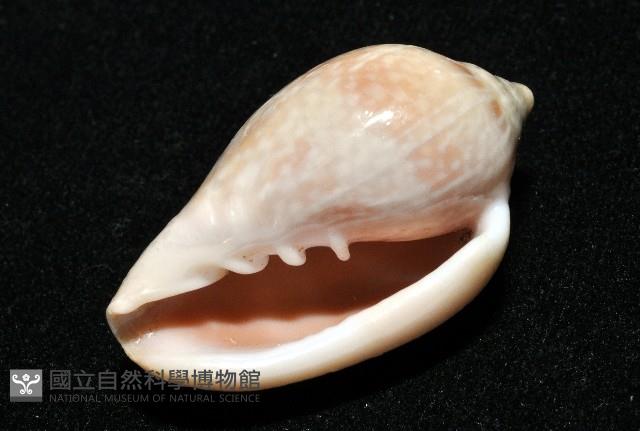 艷紅穀米螺藏品圖，第14張