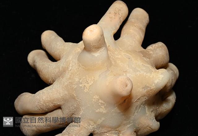 寄居蟹鞘群海葵藏品圖，第14張