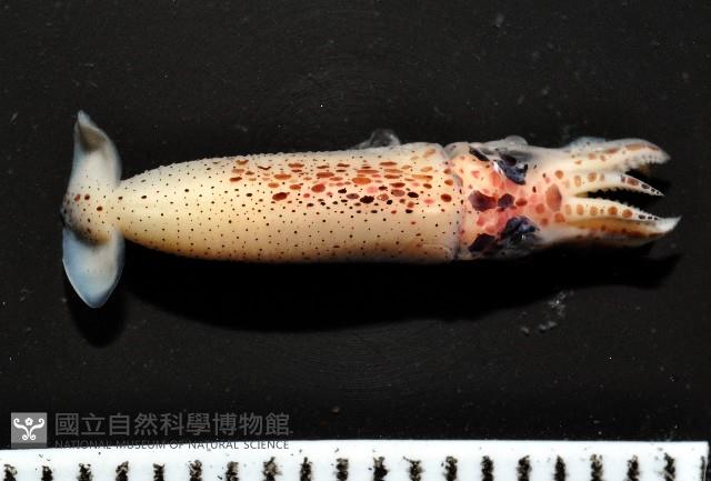 奧蘭鳶柔魚藏品圖，第14張