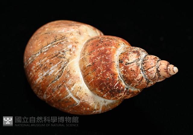 霧花鳳螺(華南鳳螺)藏品圖，第14張