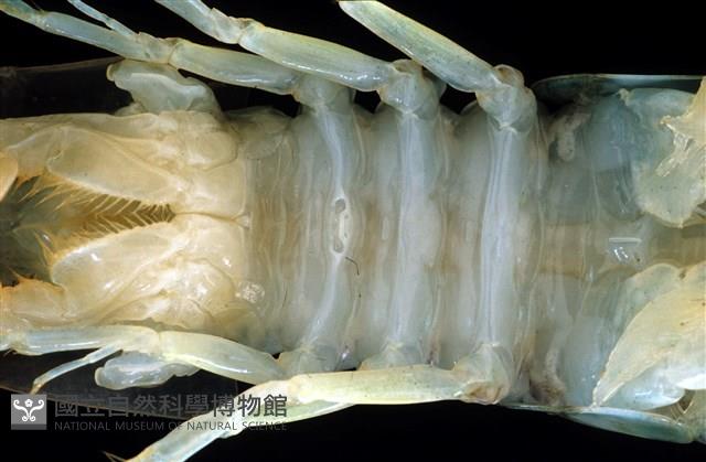 脊尾齒指蝦蛄藏品圖，第14張