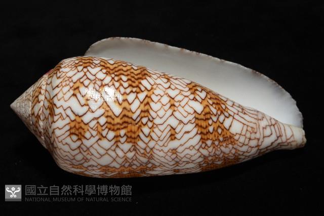 織錦芋螺藏品圖，第14張