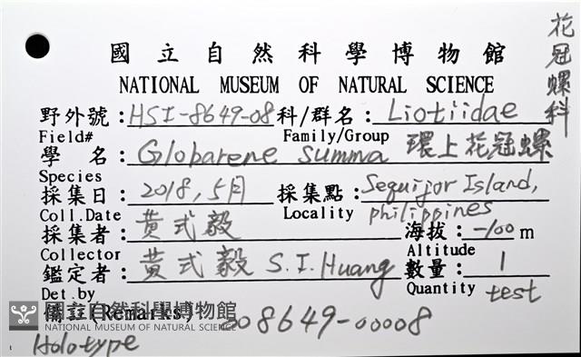 環上花冠螺藏品圖，第14張