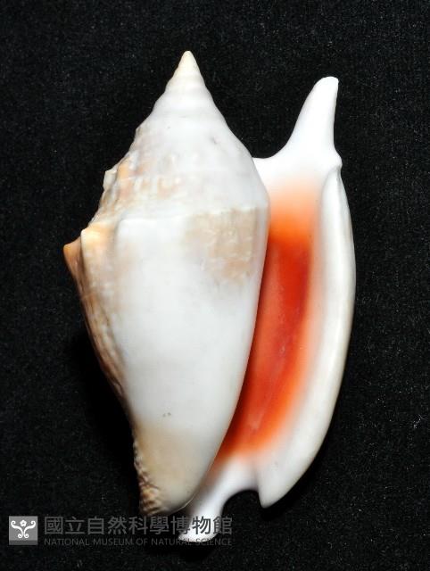 紅袖鳳凰螺藏品圖，第14張