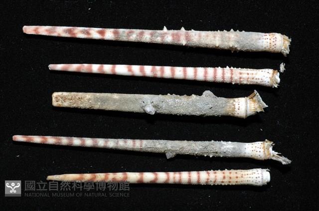棒棘鋸頭帕(環鋸棘頭帕)藏品圖，第14張