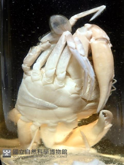 異齒蟳藏品圖，第14張