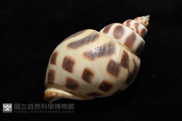 開氏鳳螺藏品圖，第14張