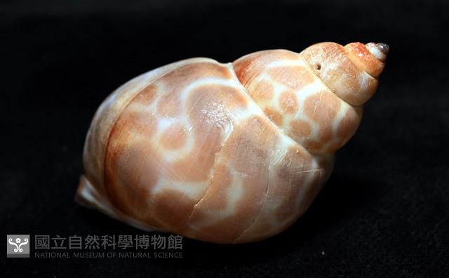 錫蘭鳳螺藏品圖，第14張