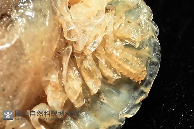 思氏不對稱鰓虱藏品圖，第14張