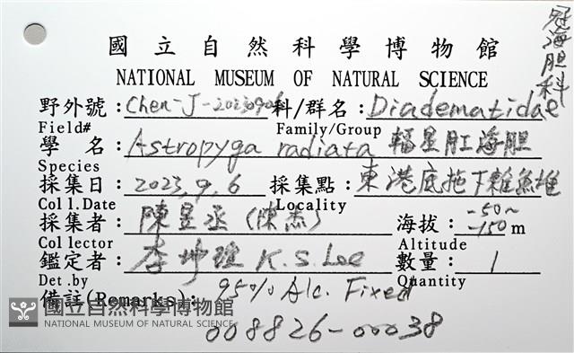 輻星肛海膽藏品圖，第14張