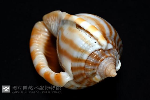 條紋鬘螺藏品圖，第13張