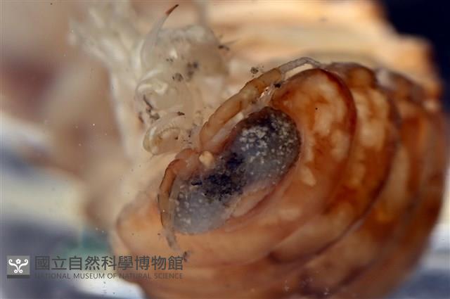 未知種紡錘水虱藏品圖，第14張