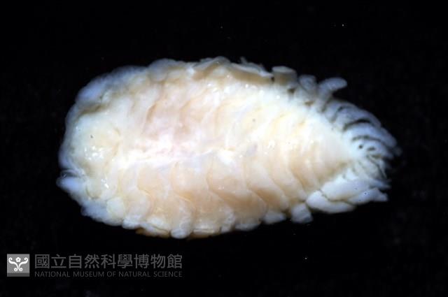 逆背阿波羅鰓虱藏品圖，第14張