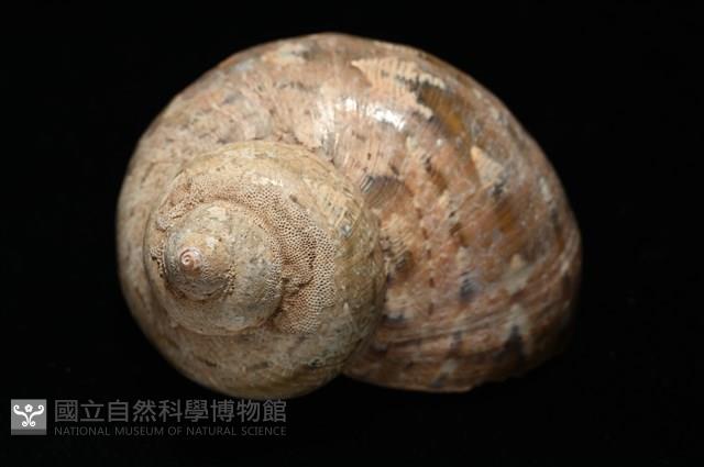 芮氏蠑螺藏品圖，第14張