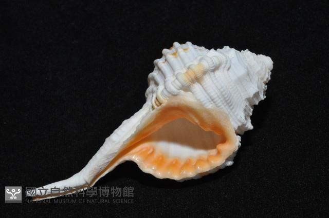 玉女象法螺藏品圖，第14張