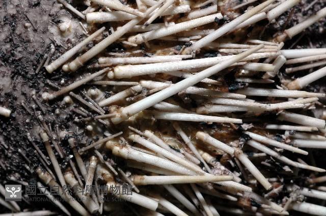 白棘三列海膽藏品圖，第14張
