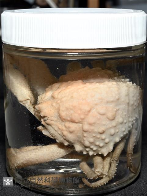 仿泡粒長螯蟹藏品圖，第14張