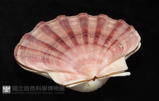 白碟海扇蛤藏品圖，第14張