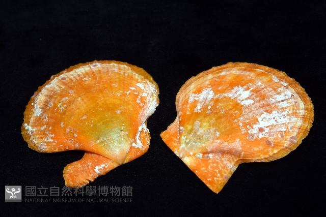疏鱗海扇蛤藏品圖，第14張