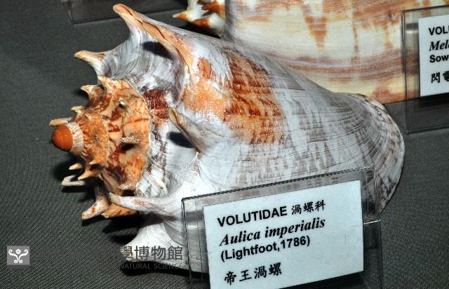 帝王渦螺藏品圖，第14張