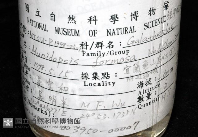 臺灣仿刺鎧蝦藏品圖，第14張