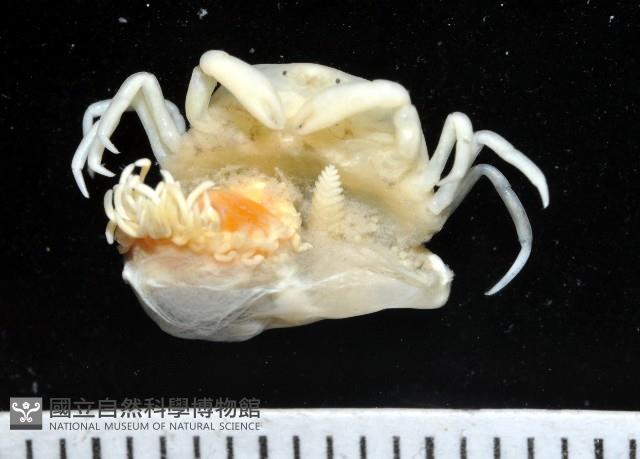 中華淺鰓虱藏品圖，第14張