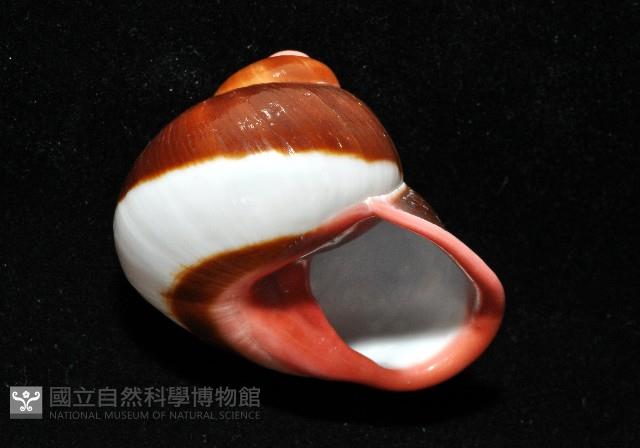 紅口紅蝸牛藏品圖，第14張