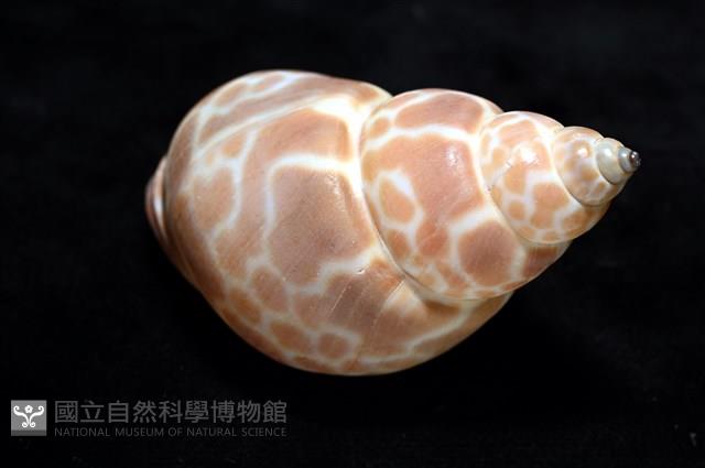 錫蘭鳳螺藏品圖，第14張