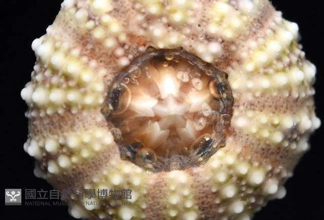 疣裸海膽藏品圖，第14張