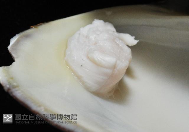櫻桃寶石簾蛤藏品圖，第14張