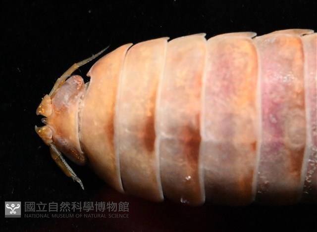 未知種羅司水虱藏品圖，第14張