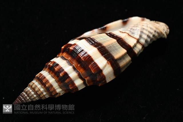 菜鳥蛹筆螺藏品圖，第14張