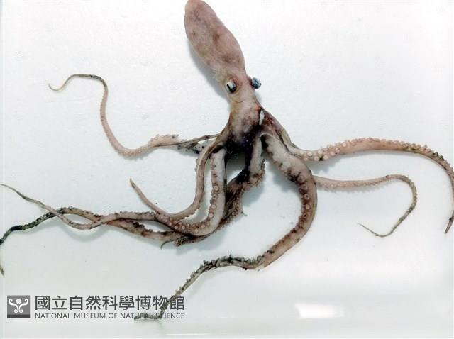 小紅蛸藏品圖，第14張