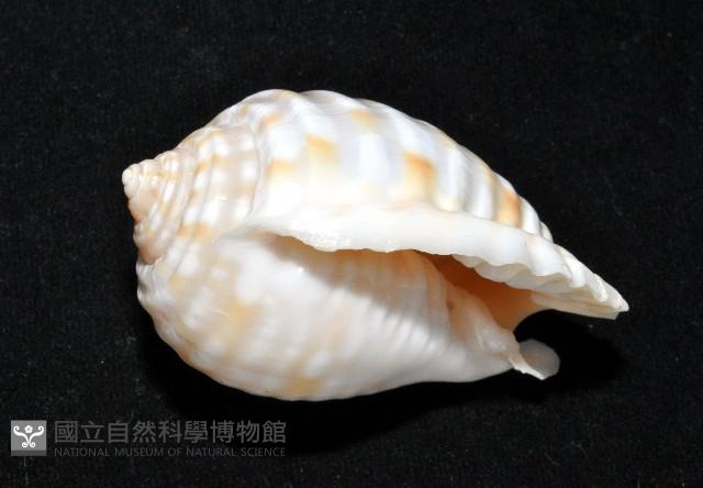 巴西粗齒鶉螺藏品圖，第14張