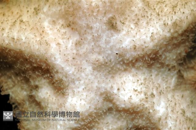 未知種開曼海星藏品圖，第14張