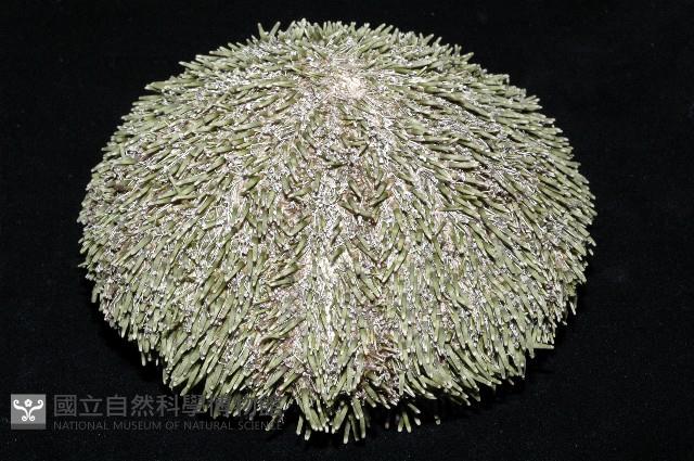 喇叭毒棘海膽藏品圖，第14張