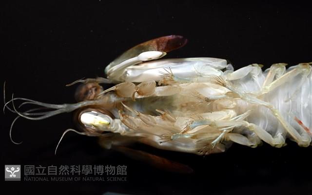 脊尾齒指蝦蛄藏品圖，第14張
