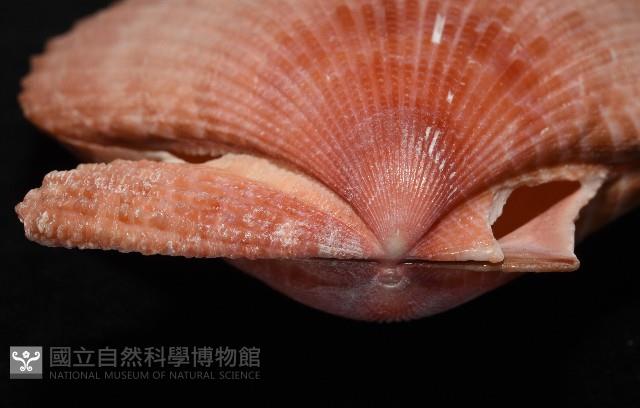 澳洲海扇蛤藏品圖，第14張