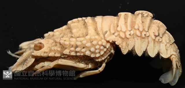 皺褶蟬蝦藏品圖，第14張