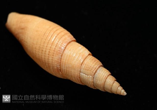 靈犀筆螺藏品圖，第14張