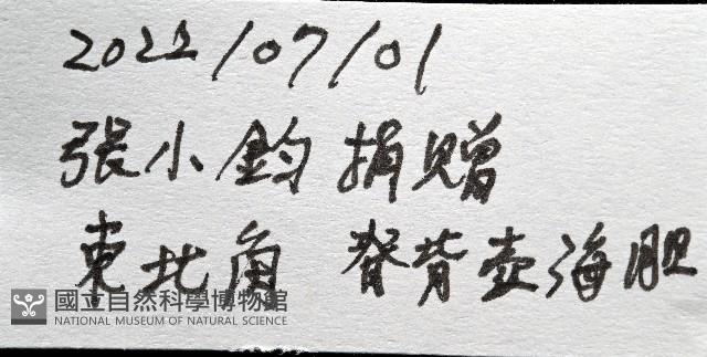 脊背壺海膽藏品圖，第14張