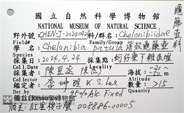 薄殼龜藤壺藏品圖，第14張