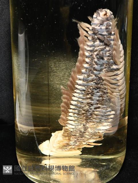 黃海毛蟲藏品圖，第14張