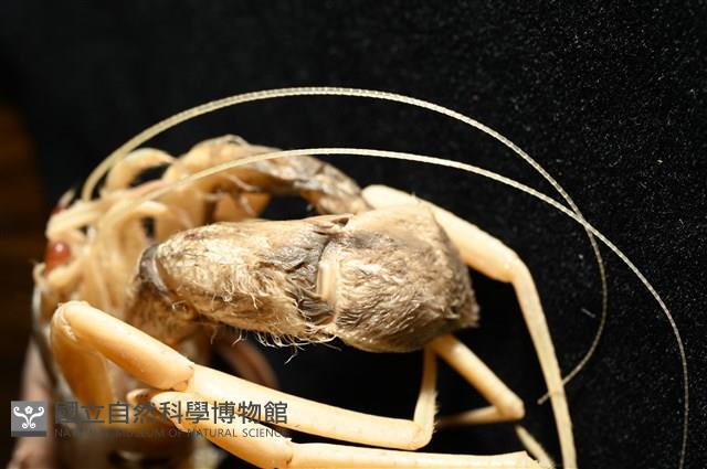 未知種擬寄居蟹藏品圖，第14張
