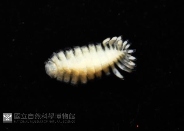 中華淺鰓虱藏品圖，第14張